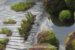 JEUNES POUSSES POUR PLANTAGO