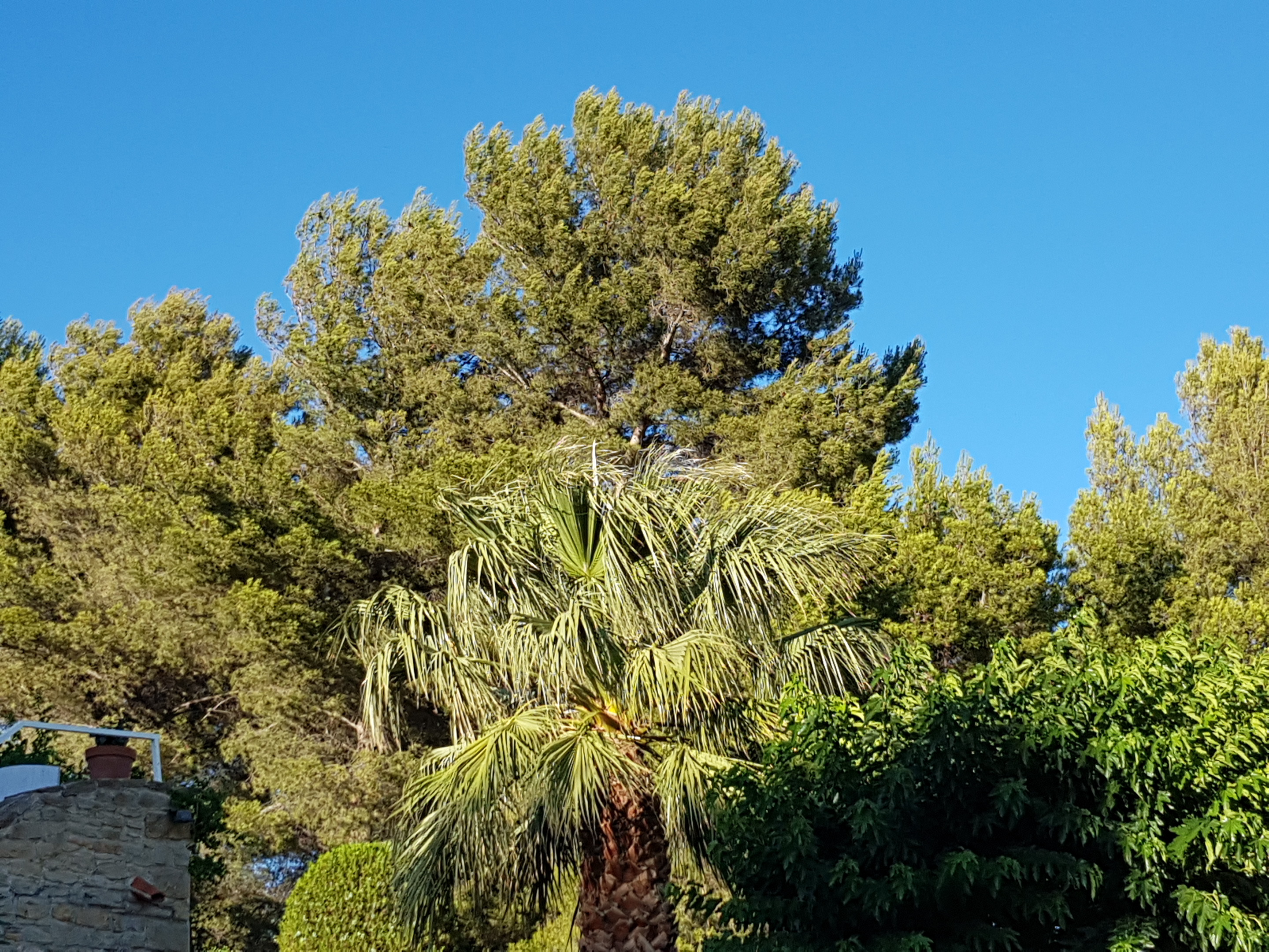 Mais où est l'oiseau?