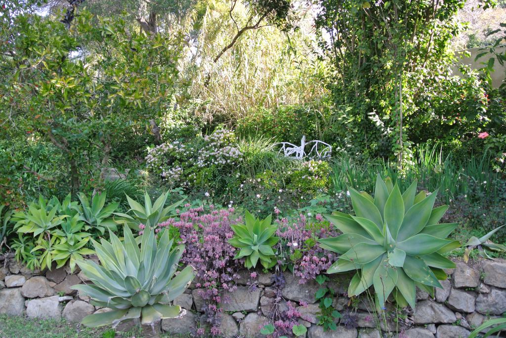 Agave attenuata sur ancienne terrasse