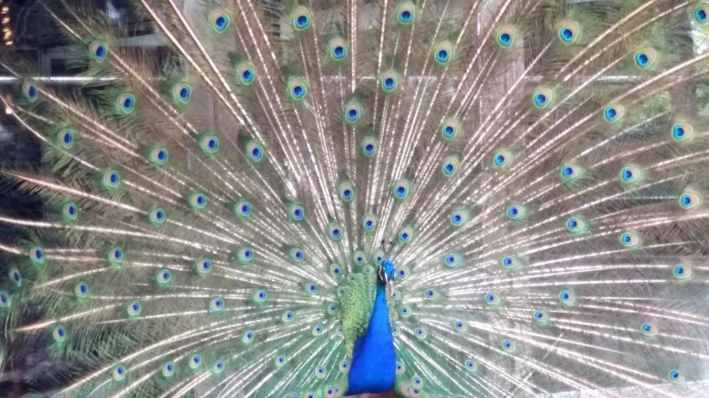 BLEU PAON