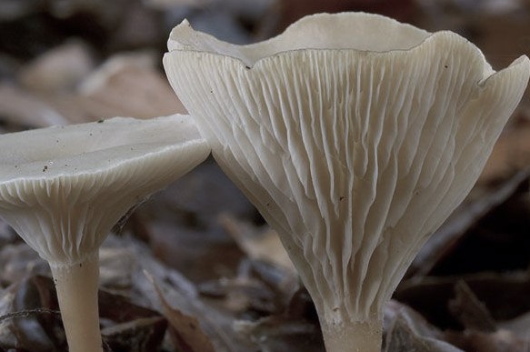 clytocibes infondibuliformis