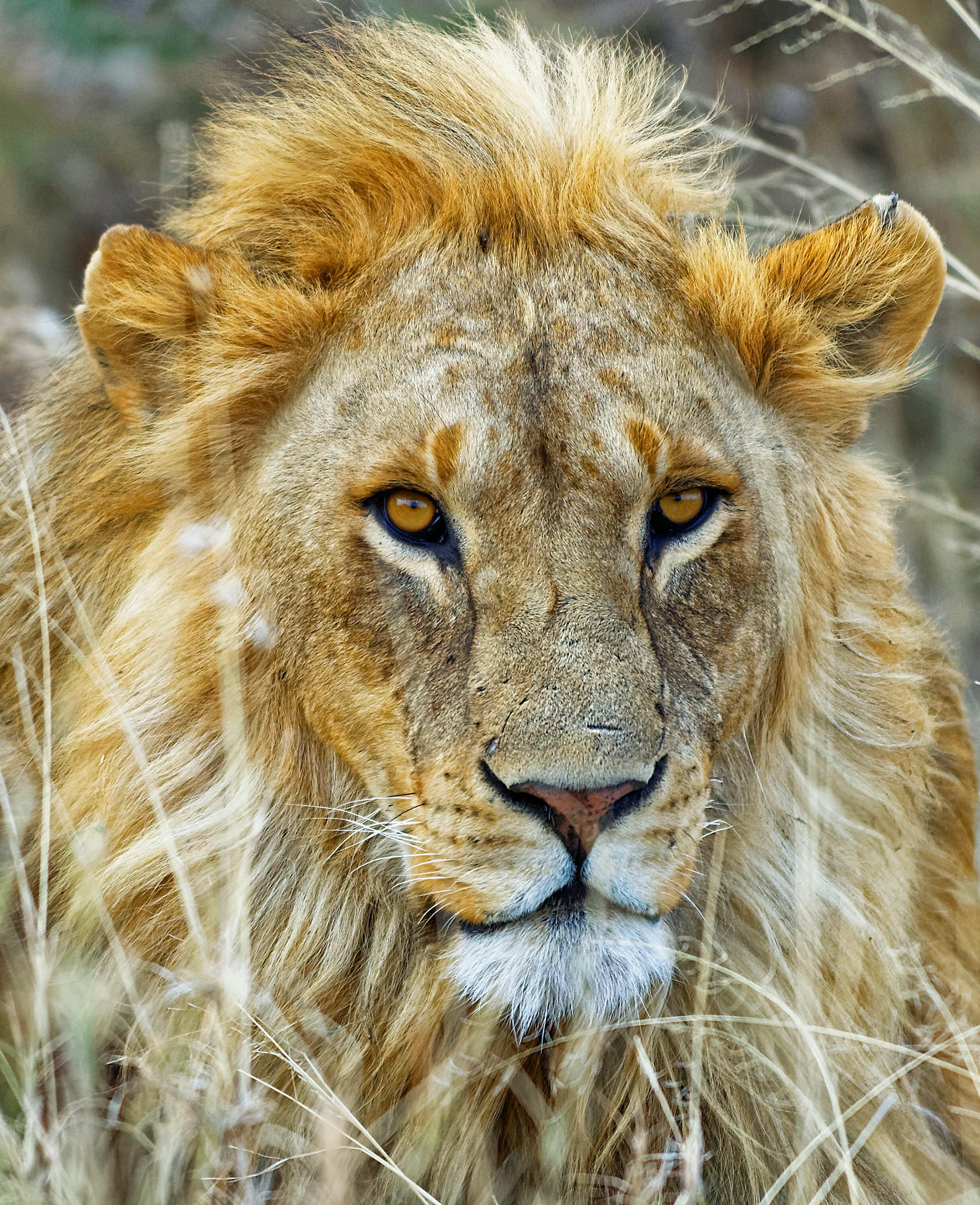 Lion