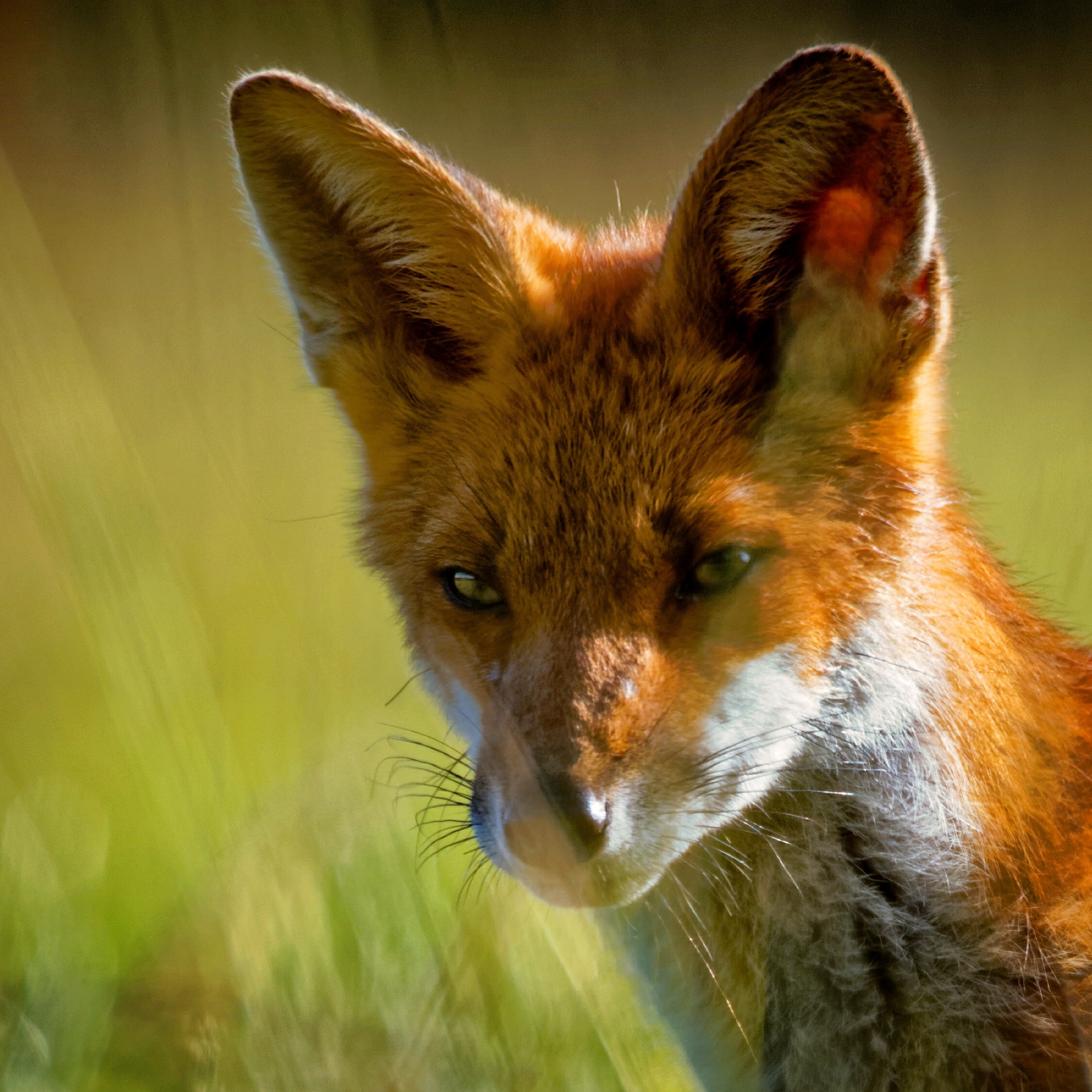 Renard