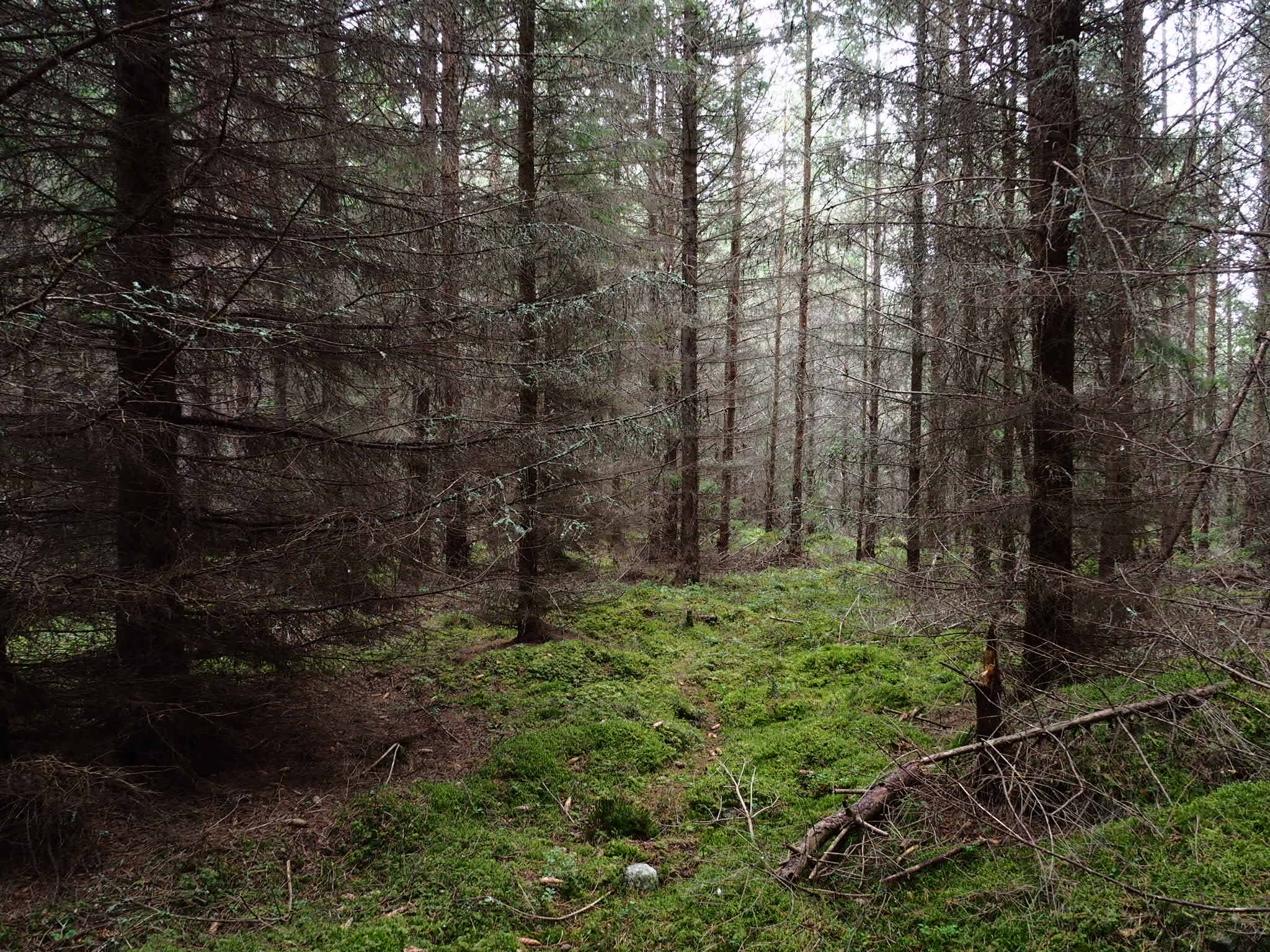 Forets