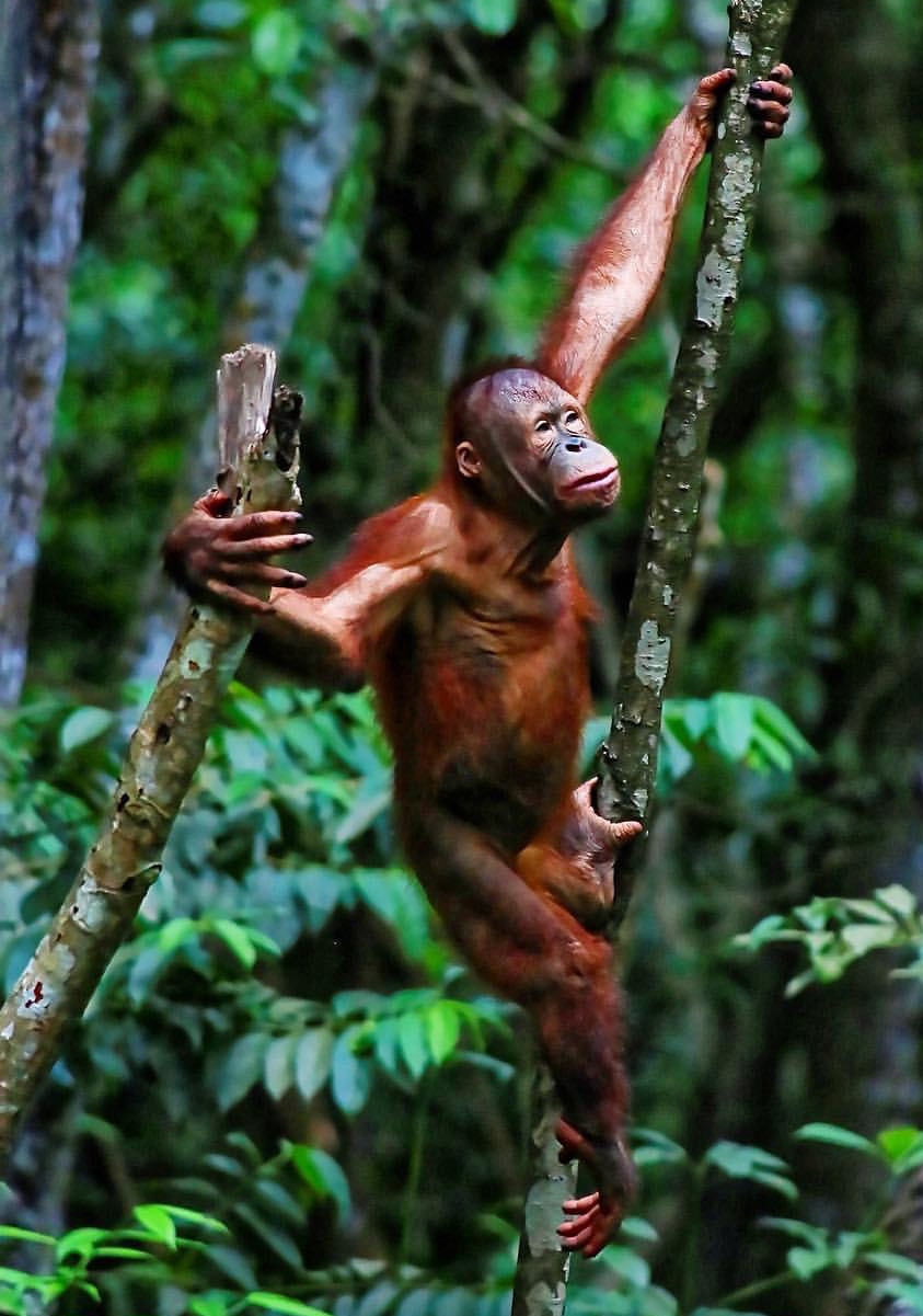 Singe