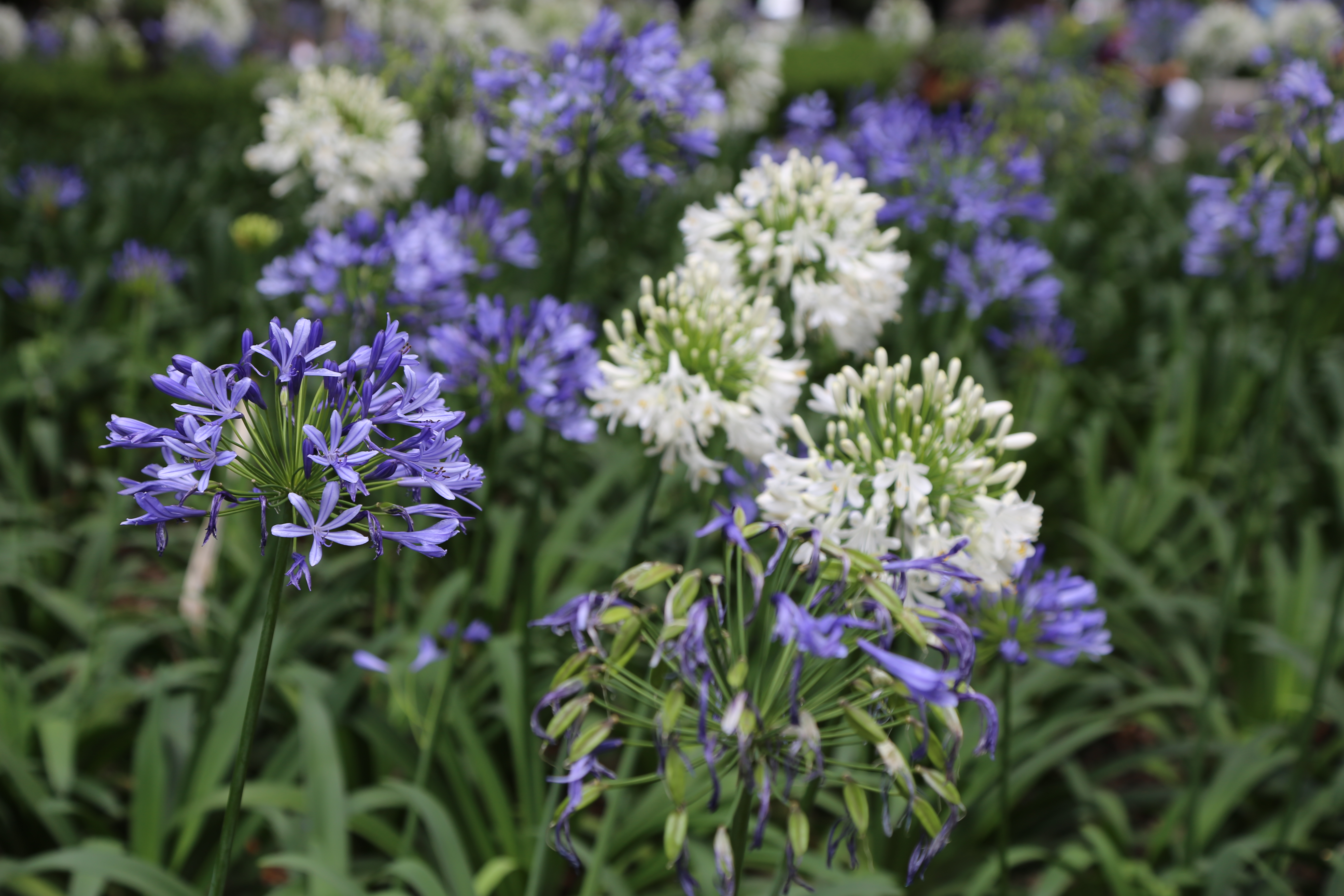 FLEUR BLEUE