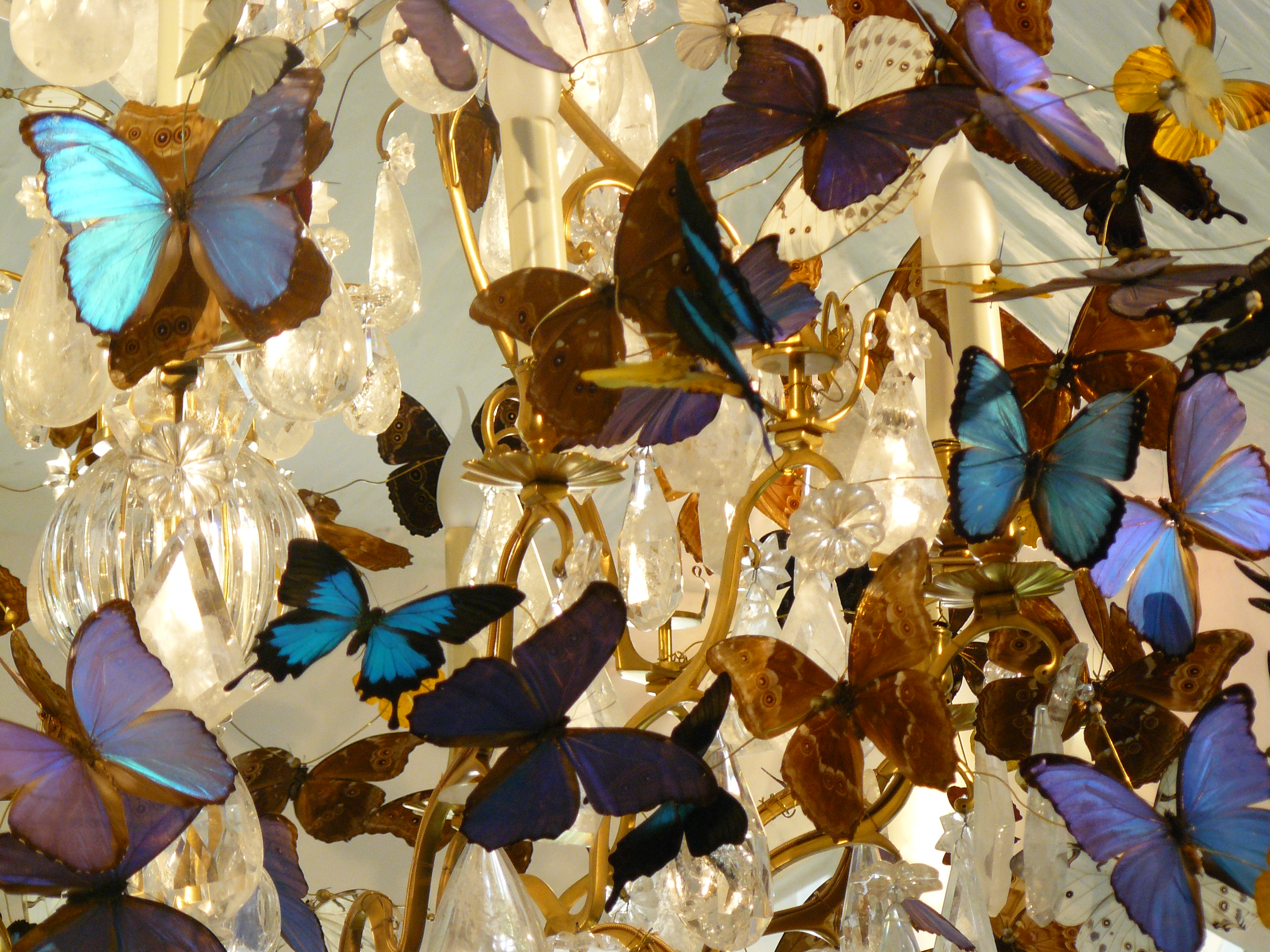 Vol des Papillons