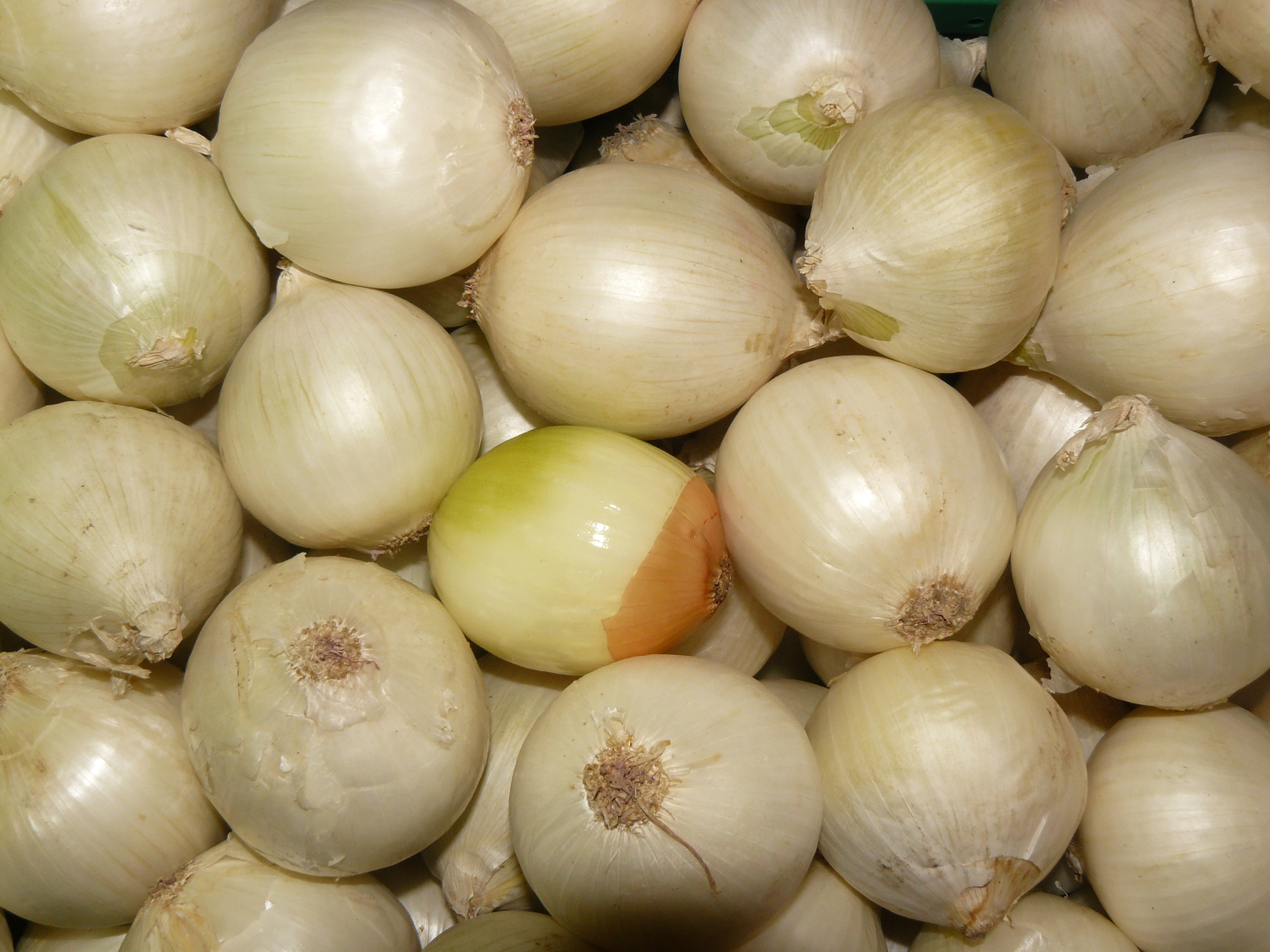 Oignons blancs