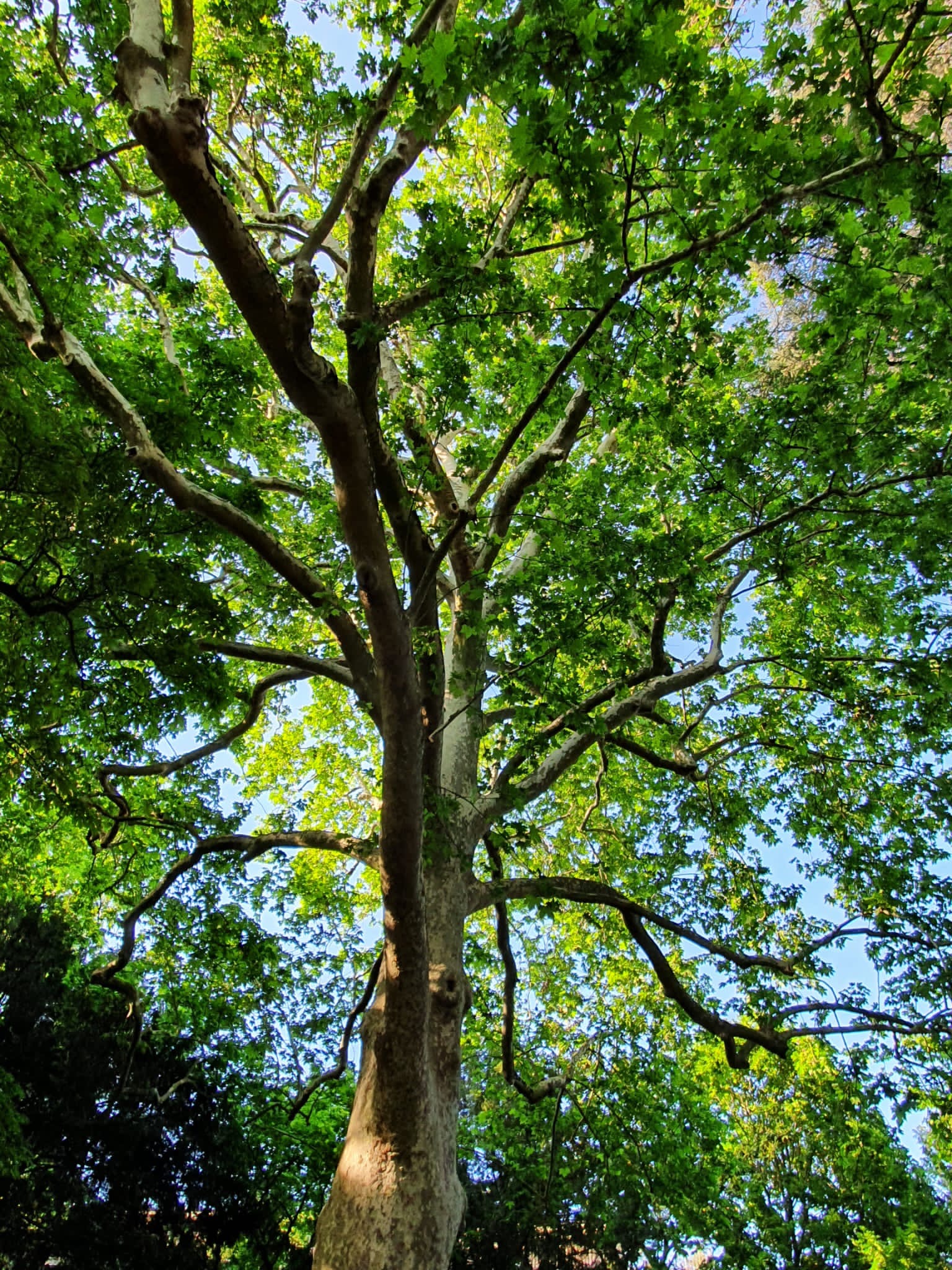 Les arbres