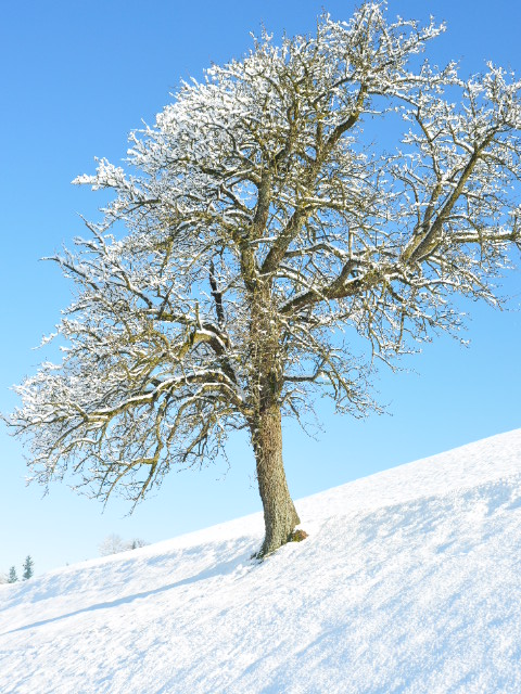 Blanche nature
