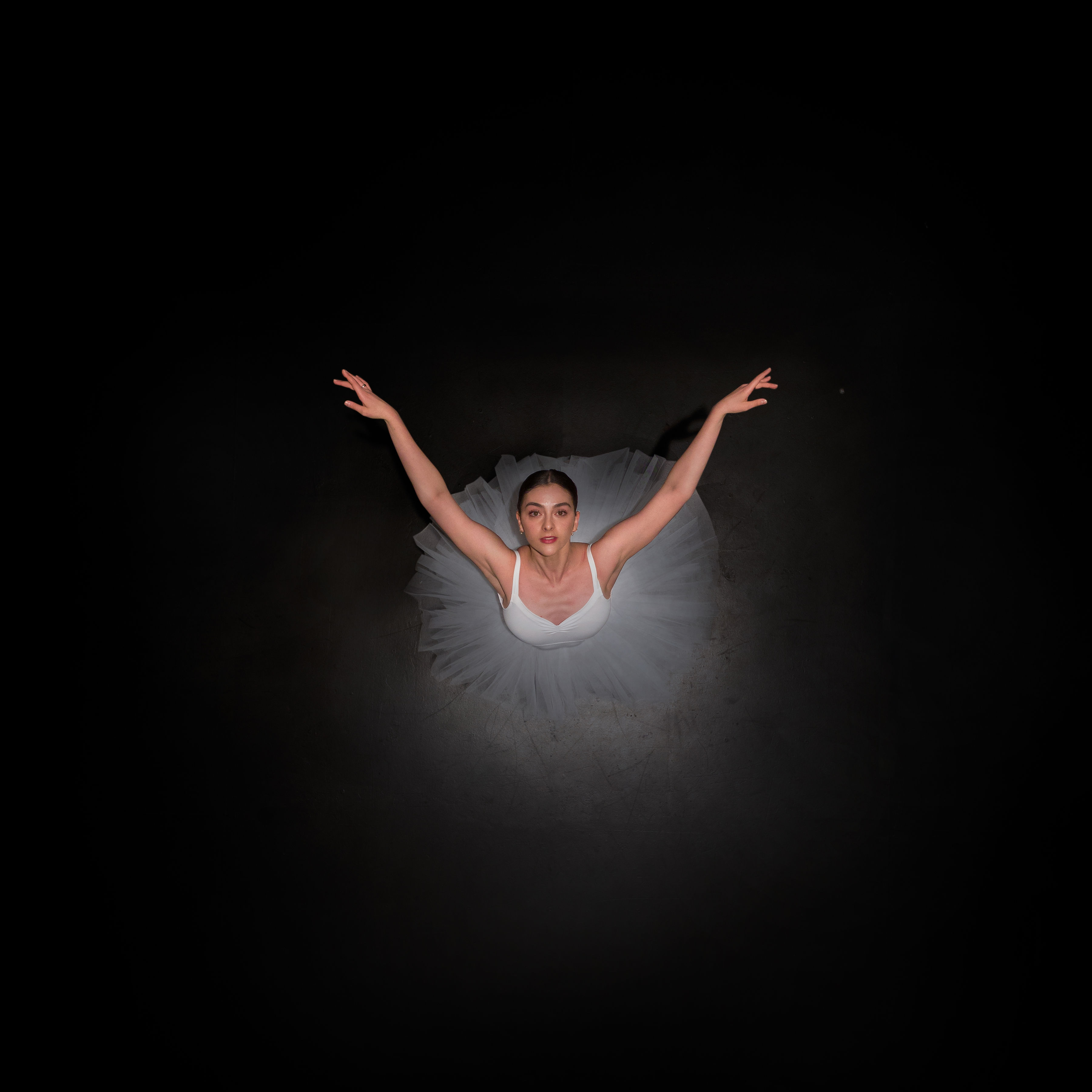 White swan