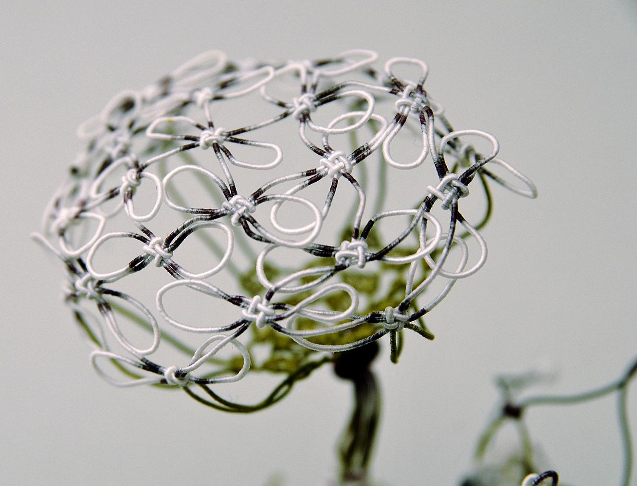 Aude Tahon Fleur de carotte