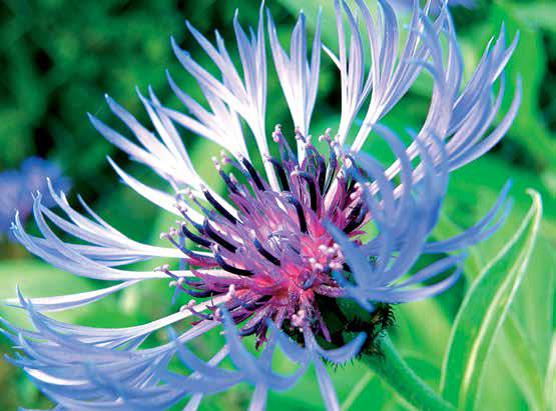 CENTAUREA, OLIVIER