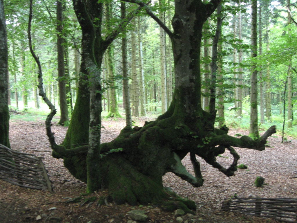 la forêt des Dieux