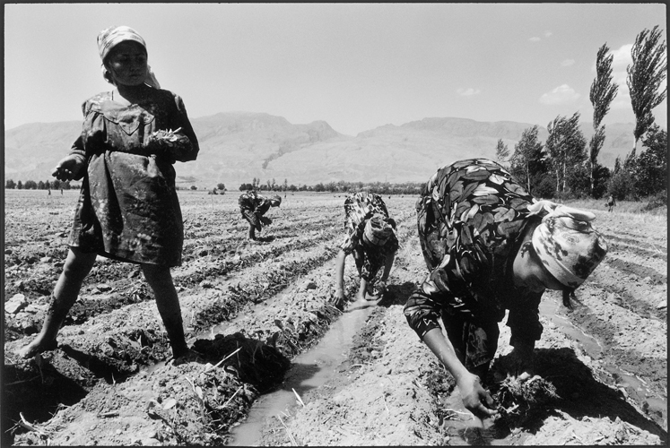 Planteuse  de tabac Pentjikent