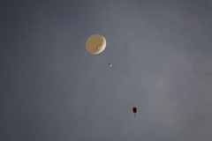 Lily in the sky