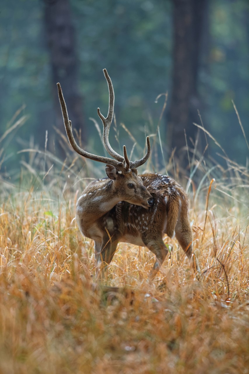 Cerf