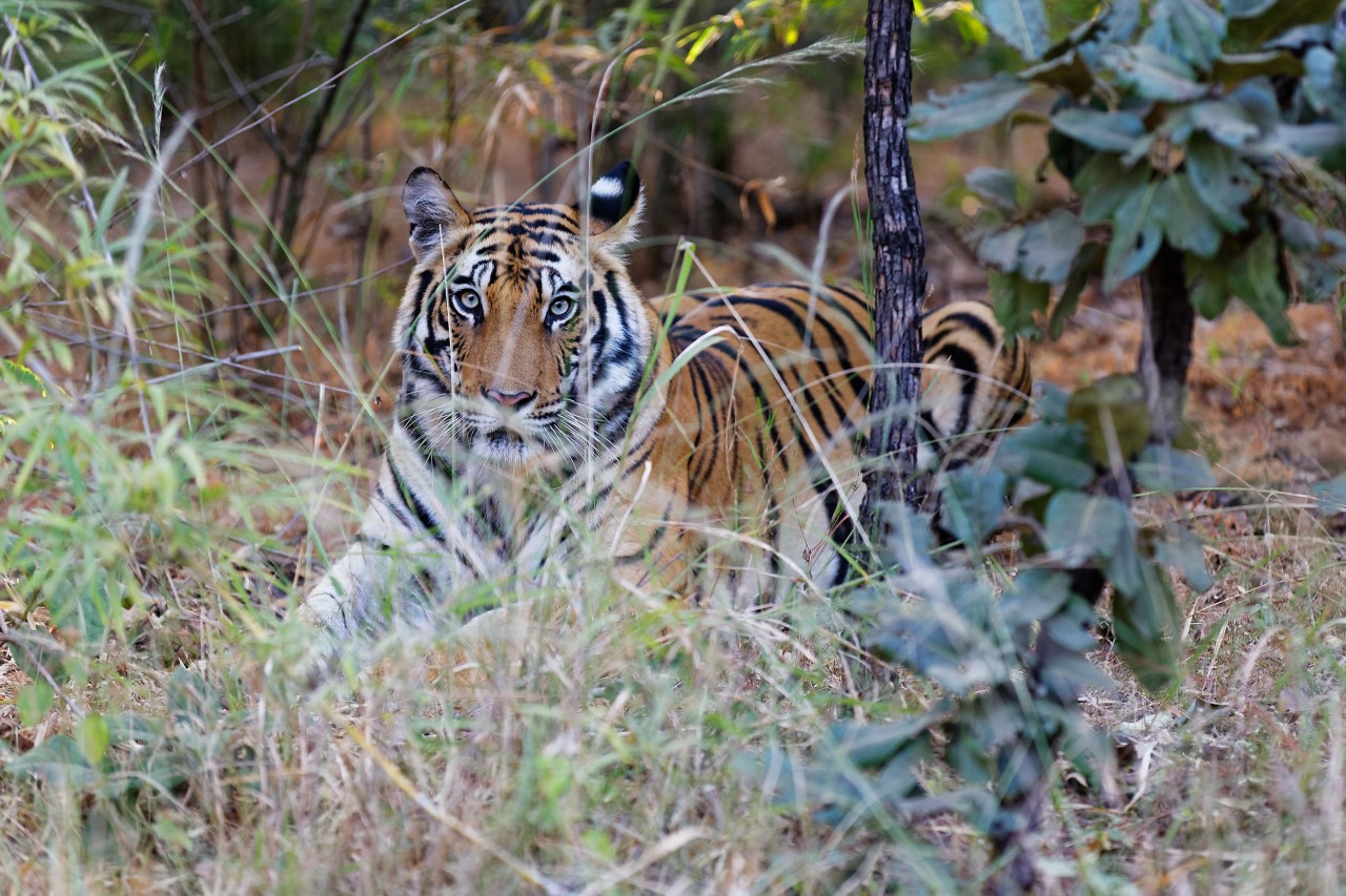 Tigre